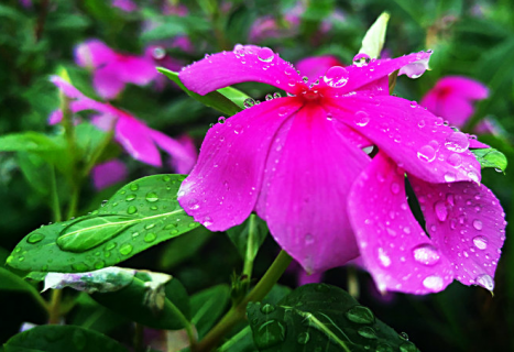 长春花冬季怎么养殖（长春花冬季怎么养殖方法）