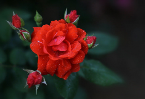 月季花苞没开就枯萎了是什么原因（花苞还没开就枯萎了怎么办）