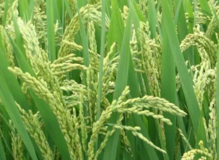 水稻机械化收获减损技术总结（水稻机械化收获减损技术总结报告）