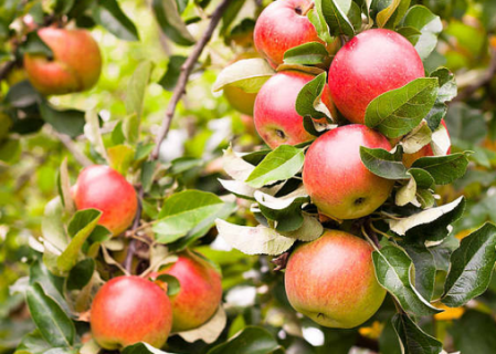 春季苹果树种植方法（春季苹果树怎么管理）