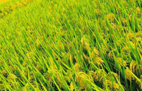 2021年水稻重大病虫害防控技术 水稻当前病虫害防治一