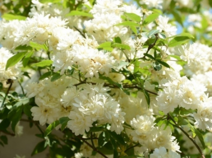 白木香一年开几次花（木香花为什么叫鬼招手）