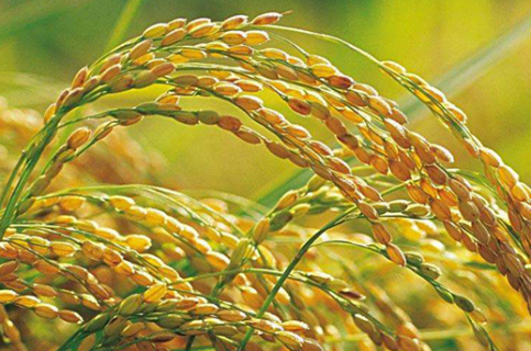 水稻栽培怎么苗床炼苗 水稻苗床育苗的播种技术