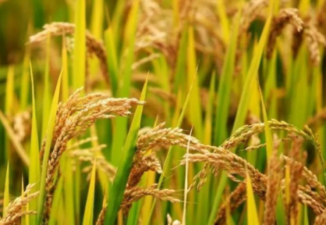 水稻除草剂二甲四氯钠怎么使用 二甲四氯钠除草剂对水稻秧苗有伤害?