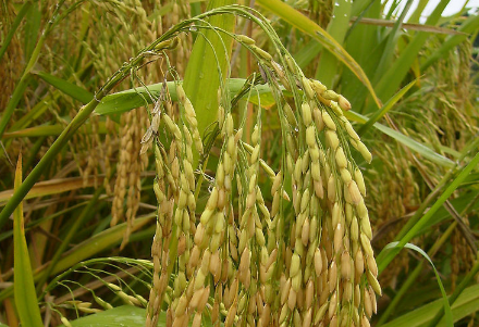 水稻种植技术 水稻种植技术与管理