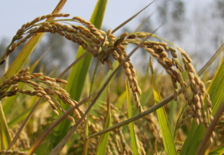 水稻种植技术对产量和品质的影响