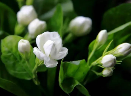 茉莉花几月开花 茉莉花几月开花哪个季节