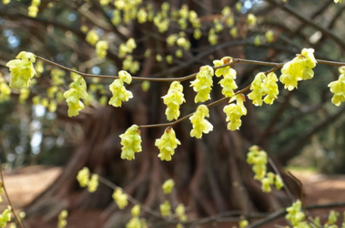 蜡瓣花是什么科 蜡瓣花图片