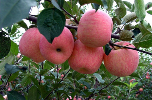 中国最贵的苹果品种是什么（中国最贵的苹果品种是什么名字）
