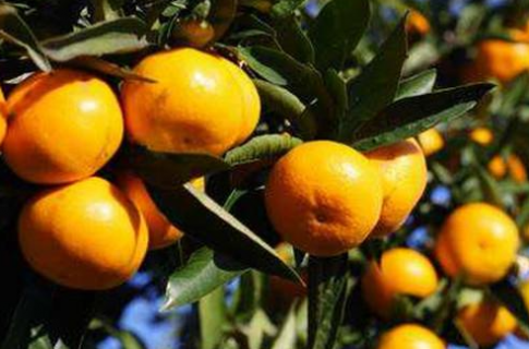 柑橘种植应该注意什么 科学管理方法有哪些