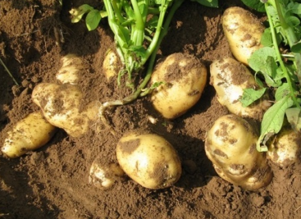 免耕马铃薯的栽培方法是什么