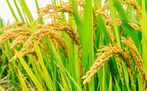 直播稻二叶一心期如何做好水浆管理 水稻二叶一心时间