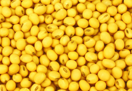 黄豆叶子发黄是什么原因 治黄叶最好的土办法