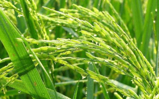 水稻直播田杂草有什么发生特征 水稻田间杂草