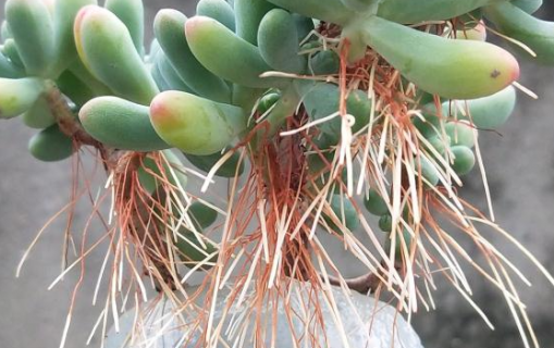 多肉长气根能拔掉吗 多肉长气根能拔掉吗视频