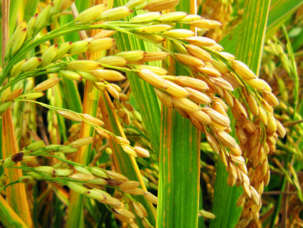 水稻叶片发黄的原因是什么 水稻叶子发黄是怎么回事