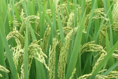 水稻种植技术总结（水稻种植技术总结怎么写）