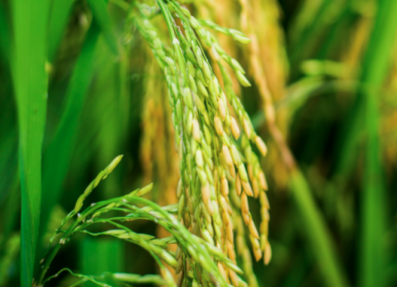 水稻种植如何科学管理 水稻种植如何科学管理方法