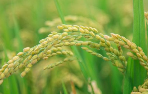 氮肥过多对水稻有什么危害