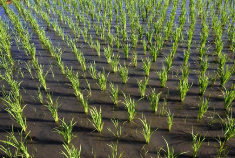 水稻三维立体强化通透密植栽培技术 水稻立体育苗