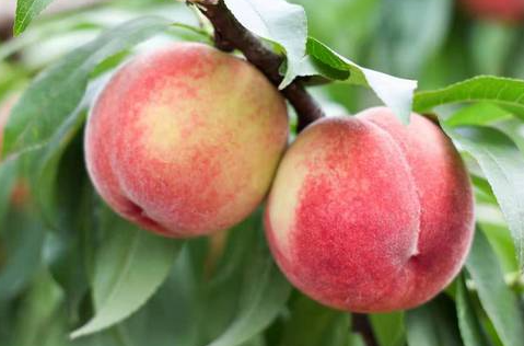 院子里种桃树的禁忌 为什么家里不能种桃树