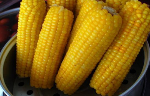 玉米高产的播种方法是什么 玉米高产出的栽培技术