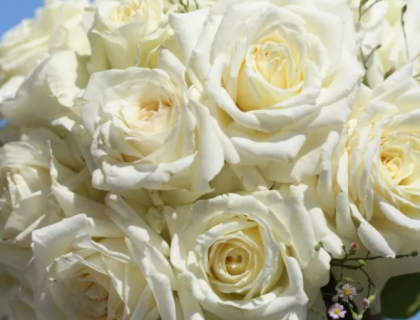凋谢的白玫瑰的花语是什么（凋谢的白玫瑰图片）