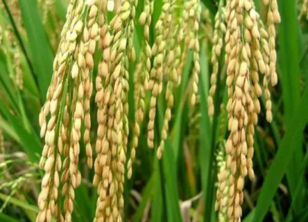 优质水稻的必备条件有哪些 水稻优良品种应具备哪些条件?