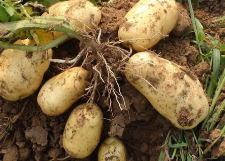 马铃薯秋作留种方法是什么