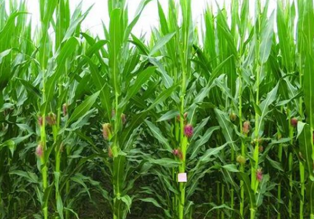 玉米种植的高产方法是什么 玉米种植的高产方法是什么呢