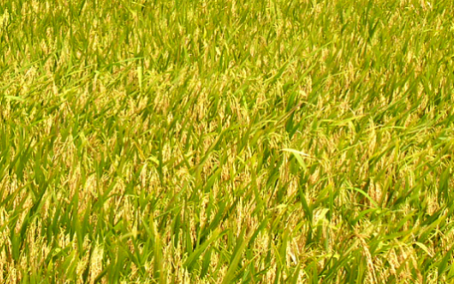 南方地区水稻直播栽培技术