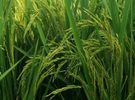 丝苗型优质水稻高效丰产栽培技术（丝苗型优质水稻高效丰产栽培技术的特点）