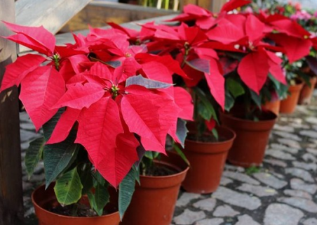 怎么让一品红开花（如何让一品红在春节开花）