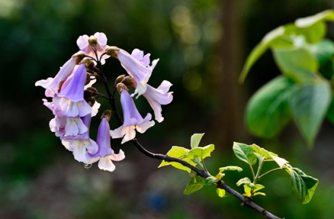 泡桐花怎么养护 泡桐花怎么养护和浇水