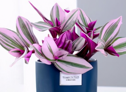 油画婚礼吊兰叶子发焦怎么办（油画婚礼吊兰叶子发焦要剪掉吗）