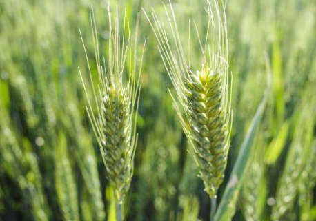 冬小麦生长旺盛期怎么做能高产