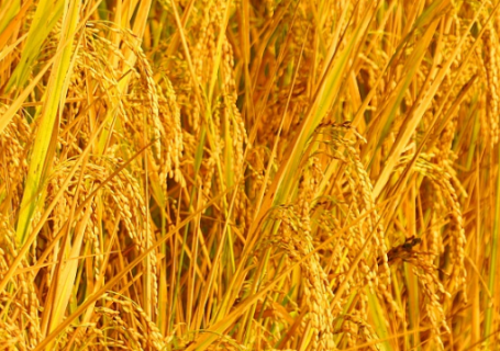 水稻新品种苗稻2号高产栽培技术 苗稻二号水稻种子