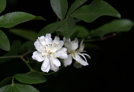 木香花花期有多长（木香花一般几年开花）