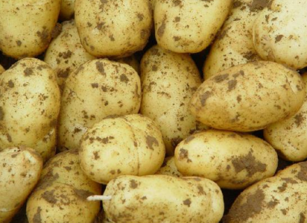 马铃薯施肥的要点是什么 马铃薯施肥原则