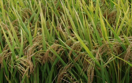 超级稻金农丝苗抛秧高产栽培技术（稻种丝苗有哪几种品种）