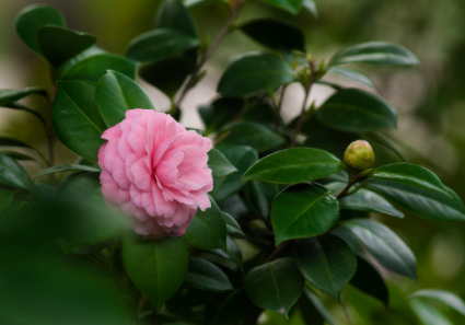 茶花常见病虫害防治（茶花常见病虫害防治方法）