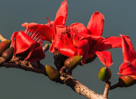 木棉花如何养护