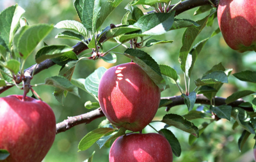 苹果树秋季施什么肥好 苹果树秋季施什么肥好呢