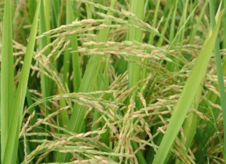南方地区水稻旱育秧栽培管理技术 水稻养殖方法