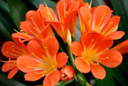 君子兰根烂了能救活吗 君子兰根烂完了还能救活吗