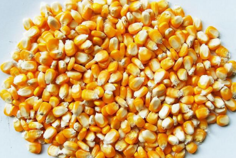 玉米高产的方法是什么 玉米高产小窍门