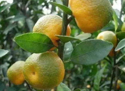 4月份柑橘花期如何管理 柑橘四月份管理