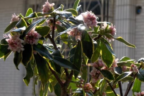 瑞香什么时候修剪好 瑞香什么时候修剪好养