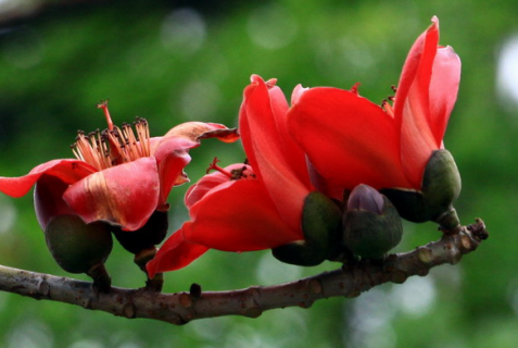 盆栽木棉花怎么浇水 盆栽木棉花怎么种植