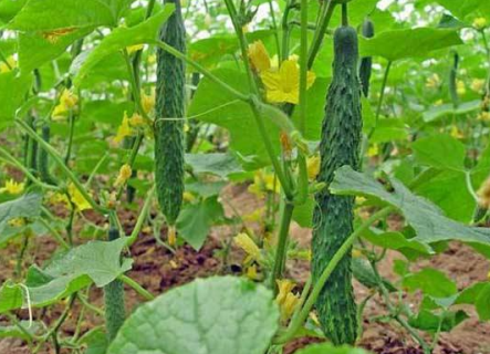 5月蔬菜种植常见病虫害有哪些（5月蔬菜种植常见病虫害有哪些呢）